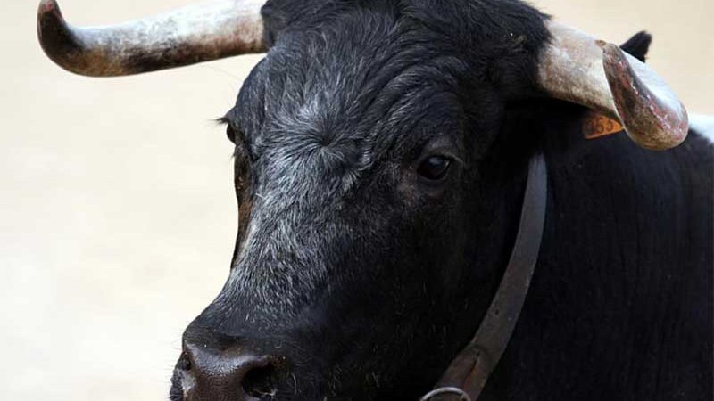 PAN dos Açores denuncia à polícia morte de touros na ilha Terceira