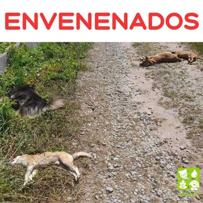 Quatro cães envenenados em Vila Verde. Foto: DR