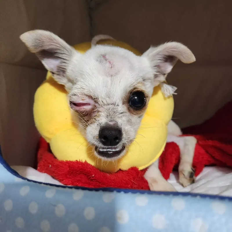 Tutora tenta matar pinscher com martelo e é denunciada por maus-tratos no PR; cão perdeu um olho