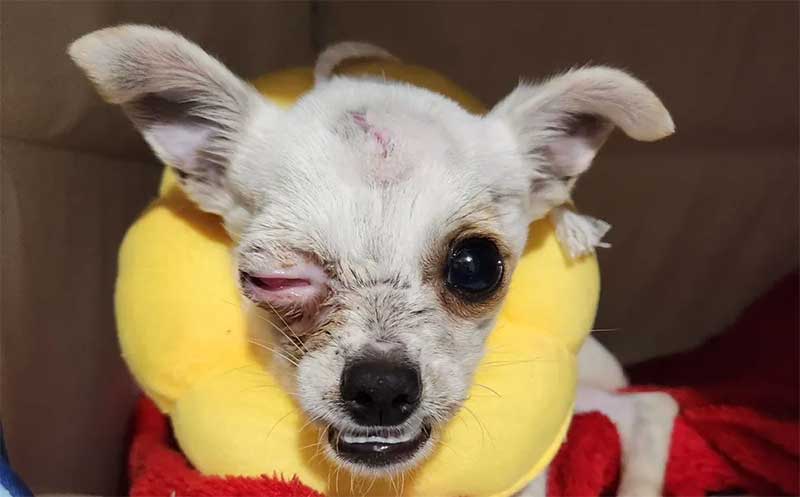 "Chiquinho" teve que ter um olho removido após as agressões — Foto: Imagem cedida/Associação dos Protetores de Animais Independentes