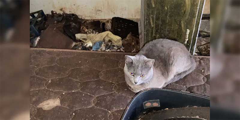 Polícia resgata 17 animais que sofriam maus-tratos em casa de Curitiba, PR