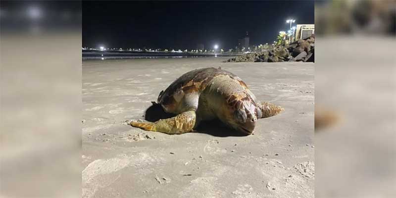 Tartaruga é encontrada morta em praia de Guaratuba, no PR