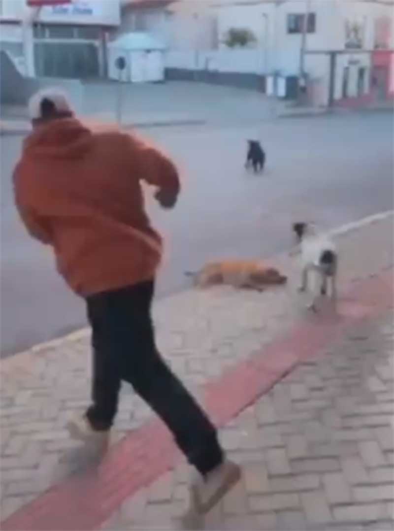 Indiciado jovem que gravou vídeo pegando cachorro nos braços e arremessado em Imbituva, PR