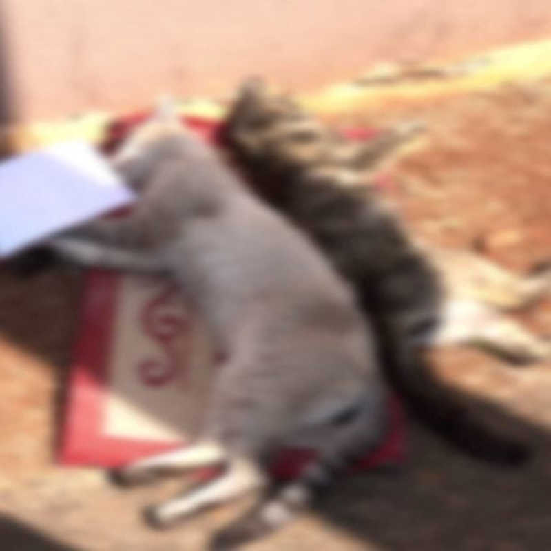 Gatos aparecem mortos em Londrina; suspeita é de envenenamento