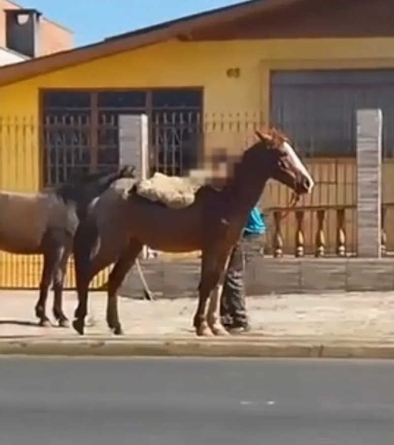 Imagens flagram cavalo sofrendo maus-tratos em bairro de Ponta Grossa, PR; vídeo