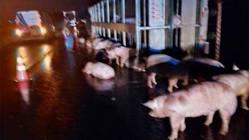 Caminhão carregado de porcos tomba na BR-277 e vários animais morrem