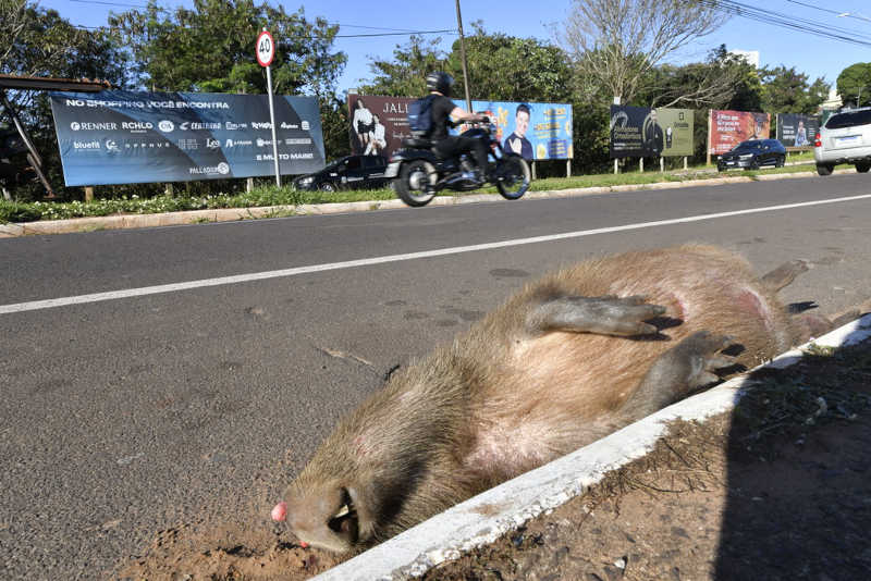Motoqueiro atropela e mata capivara que vive no Lago Aratimbó