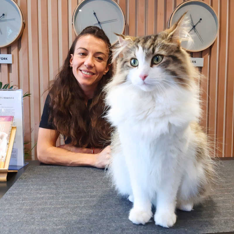 Hotel para gatos em Lisboa lança projeto para acolher animais de famílias carenciadas