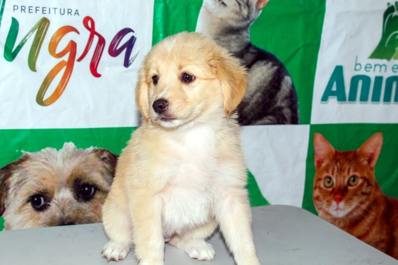 Quase 10 mil cães e gatos foram castrados em Angra do Reis (RJ) desde a criação do departamento de Bem-Estar Animal