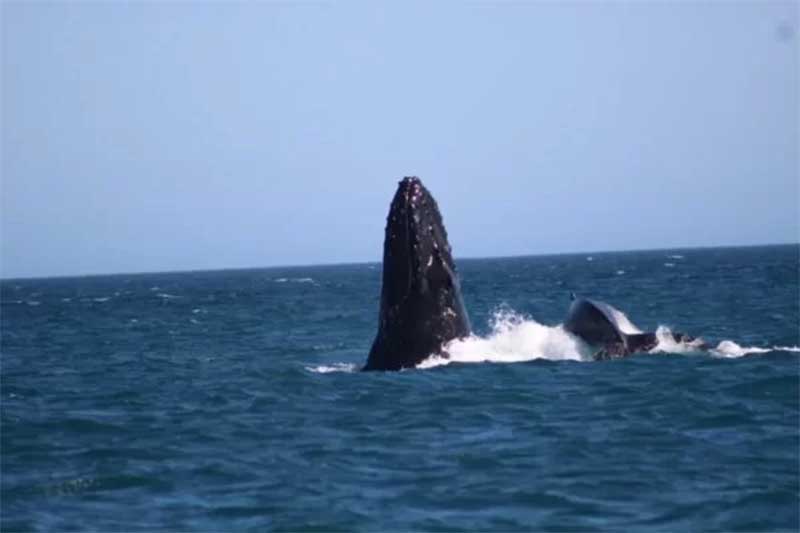 PF e Ibama deflagram operação para proteger baleias-jubarte; vídeo