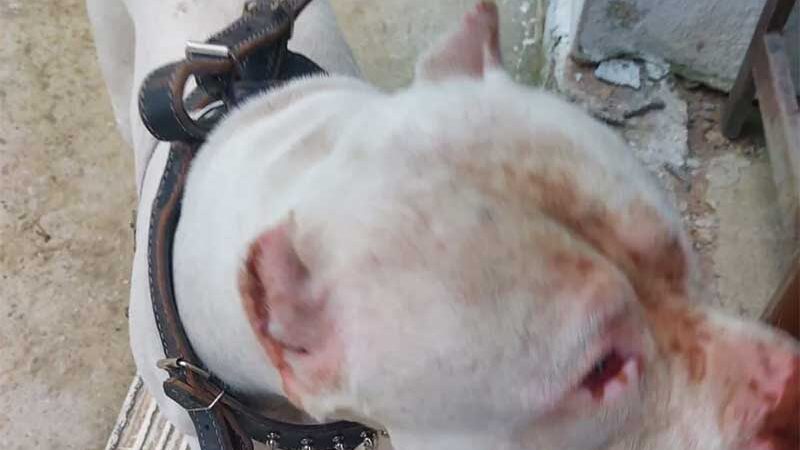 Mulher é presa por maus-tratos a oito cães pitbulls em Barra do Piraí, RJ