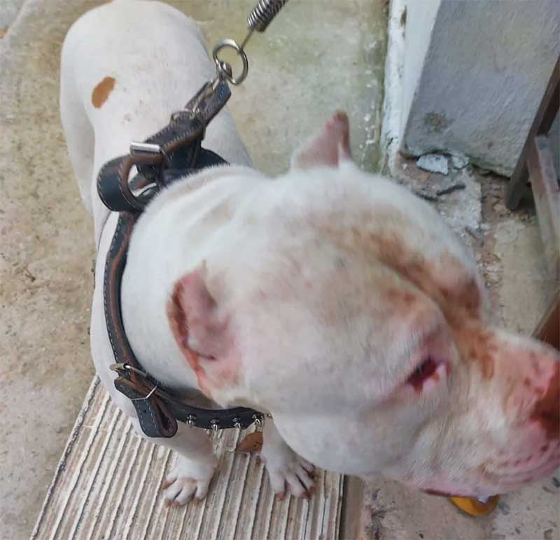 Mulher é presa por maus-tratos a oito cães pitbulls em Barra do Piraí, RJ