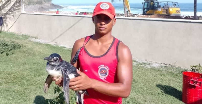 Pinguins debilitados são resgatados em Maricá, RJ
