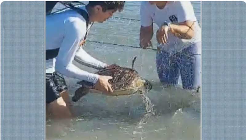 Mutirão liberta 12 tartarugas presas em rede de pesca em Niterói