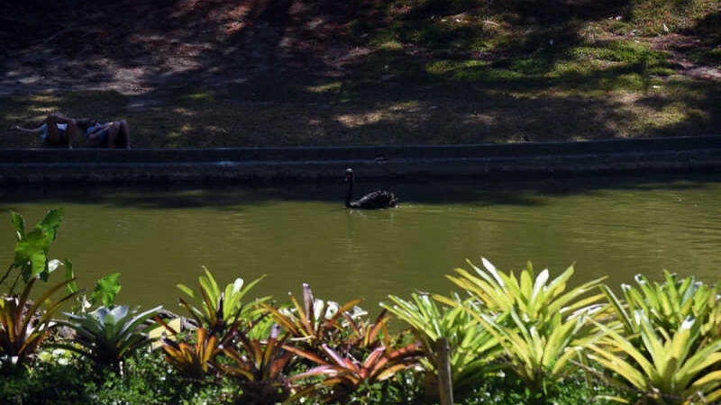 Homem mata cisne-negro símbolo do Parque Guinle, em Laranjeiras, no Rio