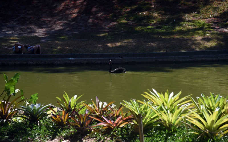 Homem mata cisne-negro símbolo do Parque Guinle, em Laranjeiras, no Rio