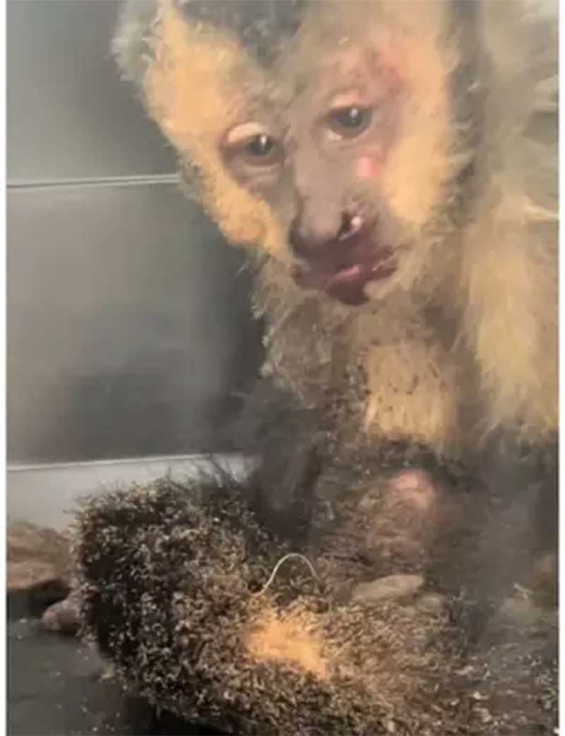 Macaco-prego machucado após ser vítima de descarga elétrica; ele não sobreviveu. Foto: Instituto Vida Livre / BBC News Brasil