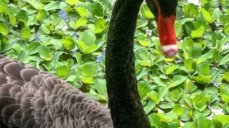 Romeu, o cisne-negro assassinado no Rio ganha homenagem de moradores
