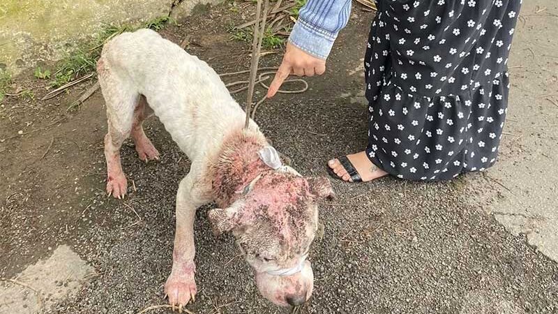 Cão amordaçado e em situação de maus-tratos é resgatado da rua em Volta Redonda, RJ