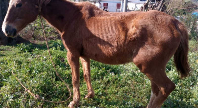 Homem é multado por manter cavalo preso em árvore e sem água em