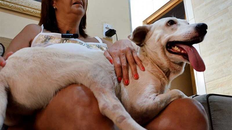 Cão é adotado em evento da Prefeitura do Rio após ser atropelado e perder uma das patas