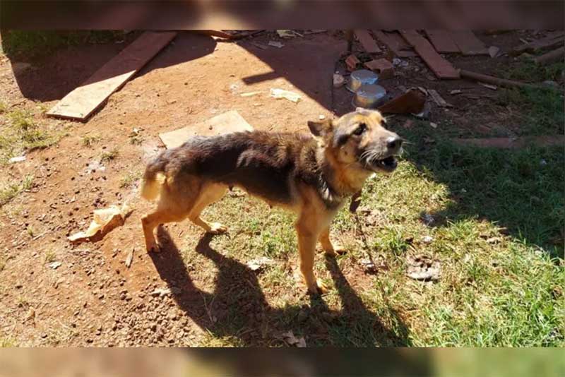 Polícia Civil resgata cães em situação de maus-tratos no Pirapó, em Apucarana, PR