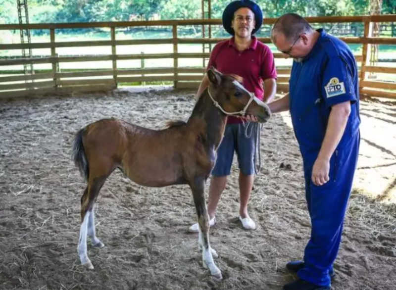 EPTC recupera mais de 50 cavalos em sete meses em Porto Alegre, RS