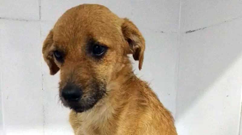 Cachorro abandonado com cinomose é abandonado e necessita de apoio financeiro, em Porto Alegre, RS