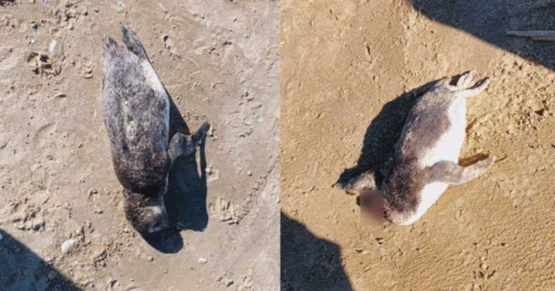 Pinguins são encontrados mortos no Balneário Rincão, SC