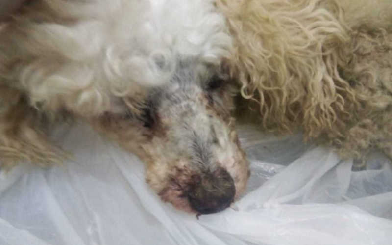 Cachorrinha é largada para morrer dentro de saco de lixo em Balneário Camboriú, SC