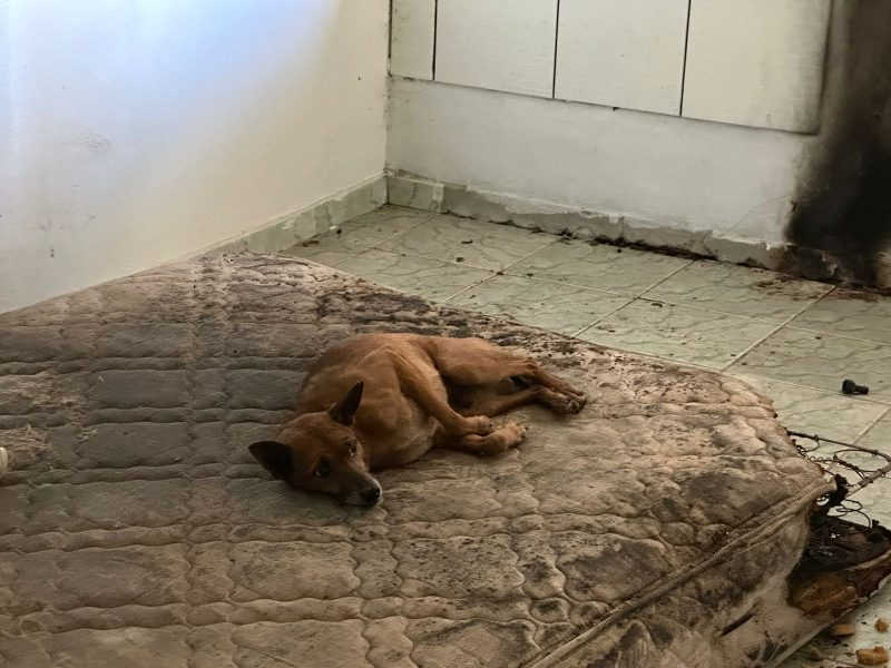 Cachorro é resgatado de casa abandonada após denúncias de maus-tratos em Blumenau, SC; vídeo