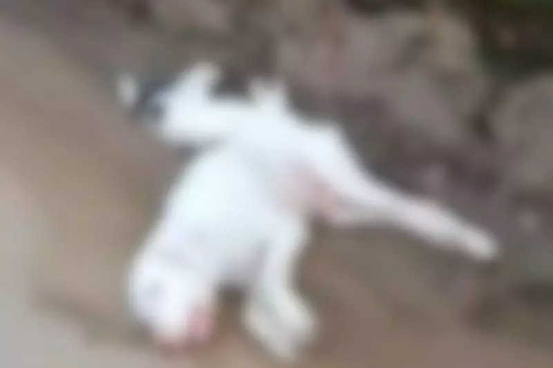 Homem é preso após atirar contra quatro cães em Canoinhas, SC; dois animais morreram