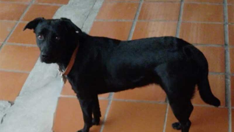 Divisão de Proteção Animal indicia homem acusado de zoofilia em Florianópolis, SC