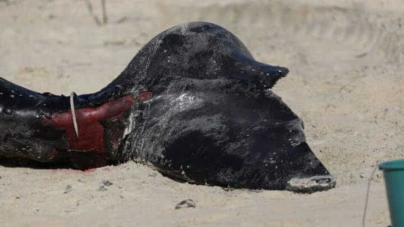 Bebê baleia encontrado morto em praia de SC morreu após ser “atropelado” por barco