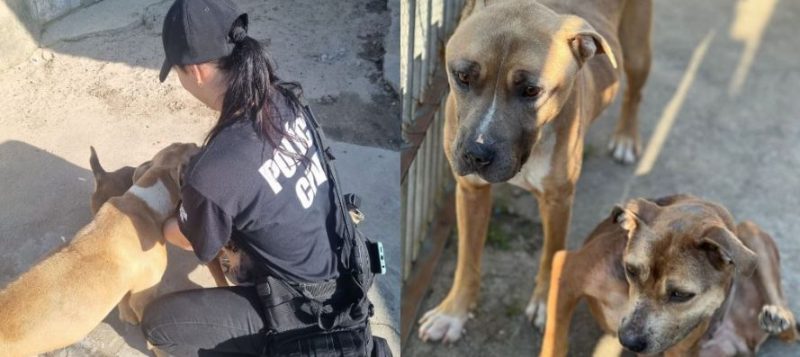 Homem é preso em Florianópolis (SC) por deixar cães da raça pitbull em ‘grave estado de desnutrição’