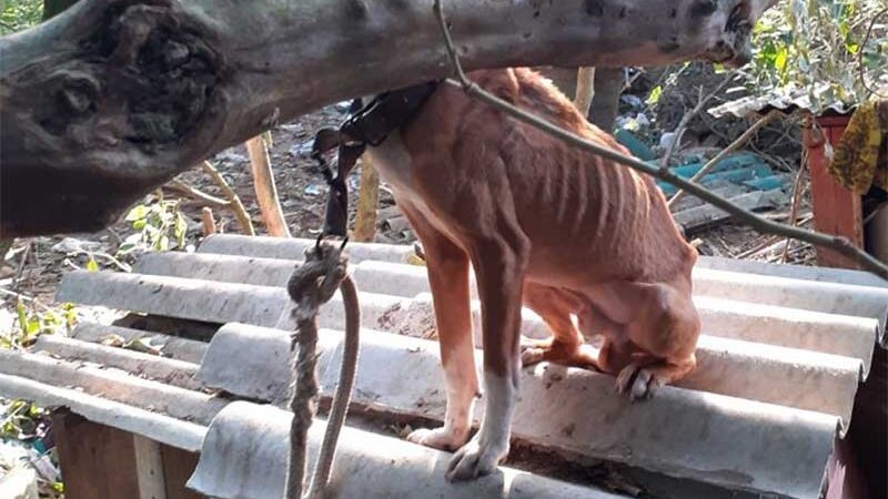 Mulher é presa em flagrante por maus-tratos contra mais de 30 animais em Imbituba, SC