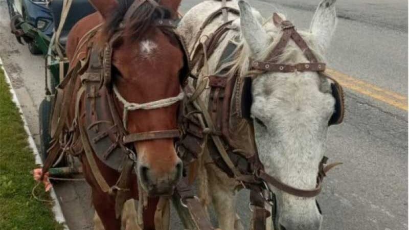 Cavalos são resgatados de maus-tratos no Cidade Nova, em Itajaí, SC