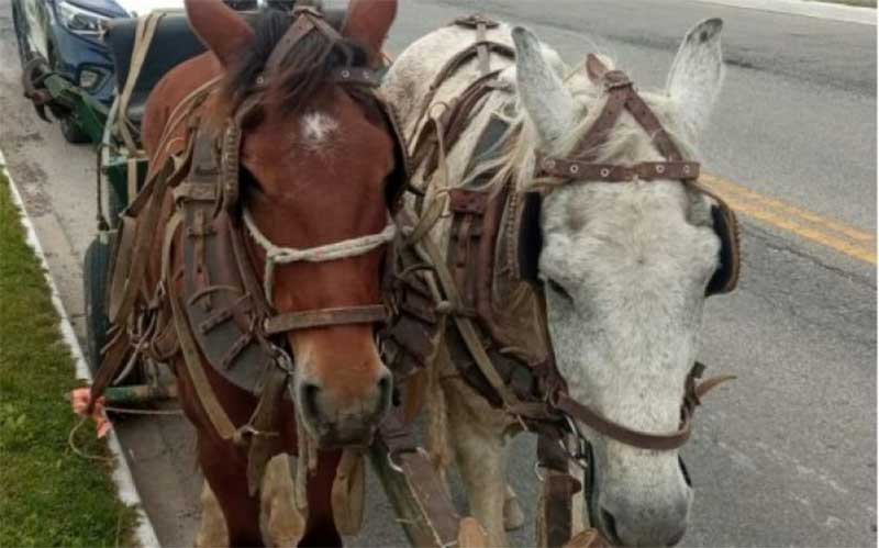 Cavalos são resgatados de maus-tratos no Cidade Nova, em Itajaí, SC