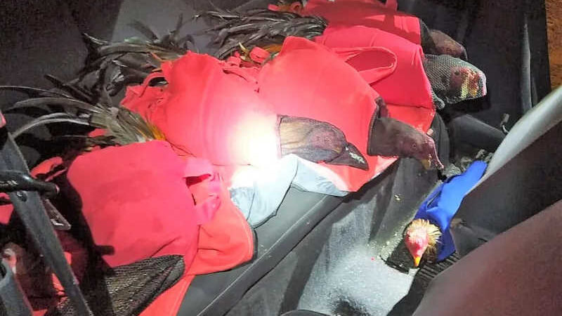 Galos usados para rinha são flagrados cobertos por pano no banco traseiro de carro em SC