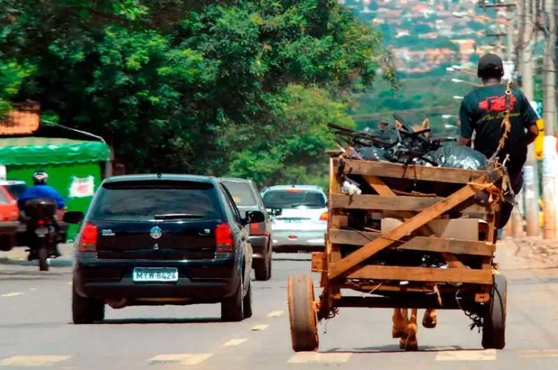 ‘Crueldade’: uso de carroças em SC pode dar multa de R$ 10 mil; entenda
