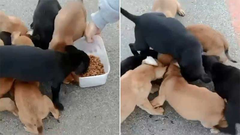 Vídeo mostra filhotes de cachorro desesperados com fome após abandono em SC