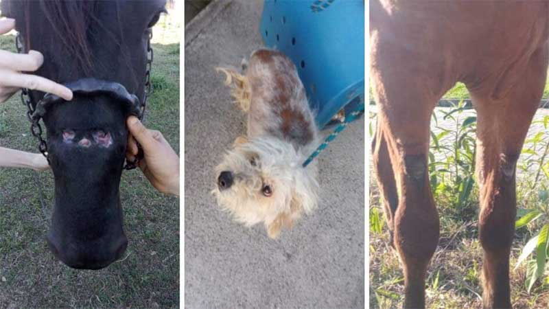 Animais abandonados e em condições precárias são resgatados em SC; veja fotos