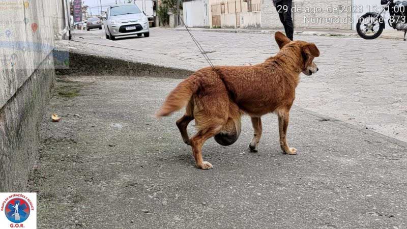 Cão amarrado com arame e resgatado com tumor gigante passa por cirurgia em Tijucas, SC
