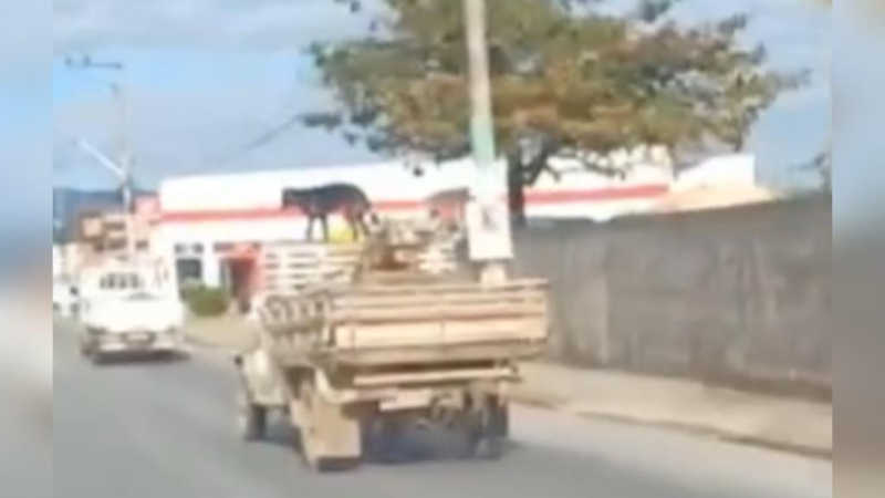Motorista leva cachorro em cima de caminhonete em Tijucas (SC) e causa polêmica
