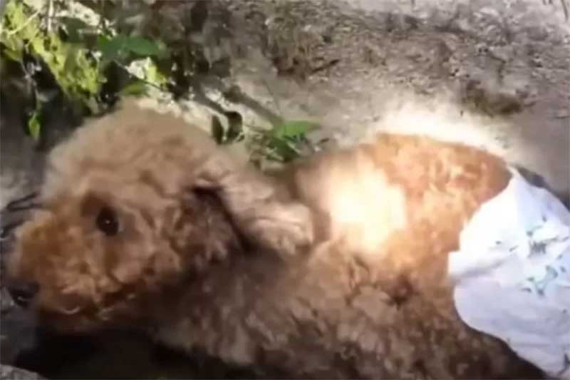 Cadela filhote “esquecida” em vala é resgatada e tem final feliz