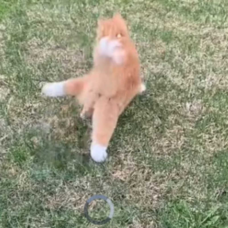 Gato se assusta e viraliza ao pisar pela primeira vez na grama; vídeo
