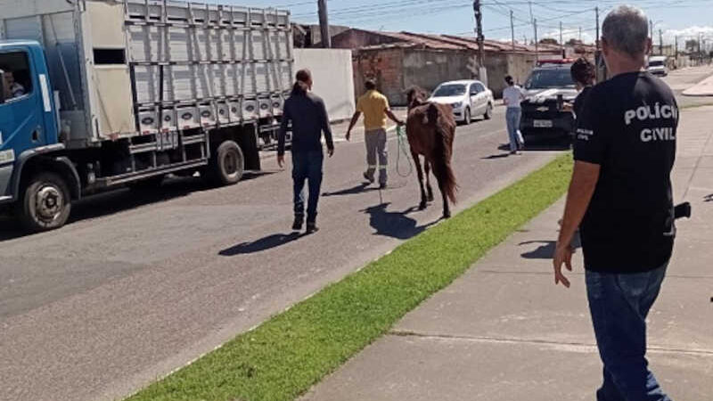 Cavalos em situação de maus-tratos são apreendidos na zona sul de Aracaju, SE