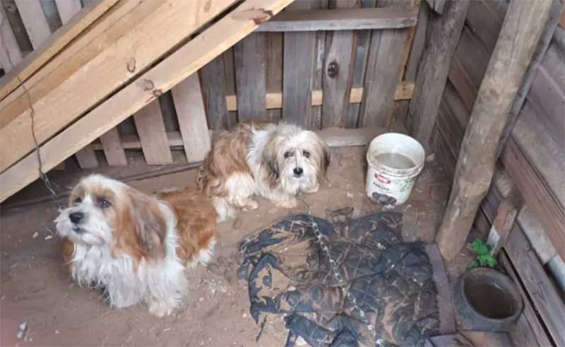 De partir o coração: cães presos e acorrentados em cubículo são resgatados em Avaré, SP