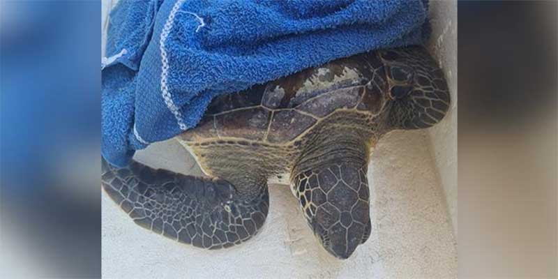 Bombeiros de Bertioga (SP) resgatam tartaruga-marinha presa em rede de pesca; VÍDEO