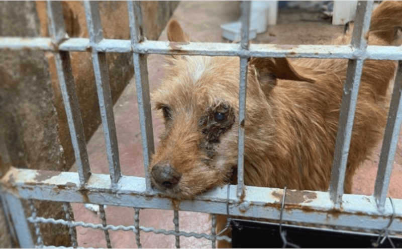 Cão é encontrado com pata necrosada e tutor é preso, em Bragança Paulista, SP